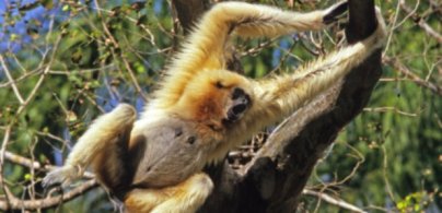 gibbons news